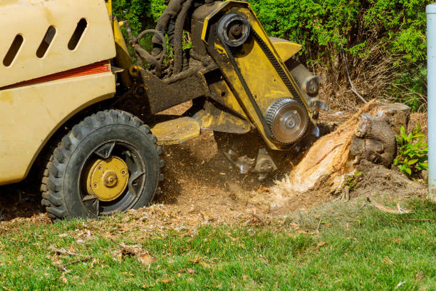 How Our Tree Care Process Works  in  North Fond Du Lac, WI